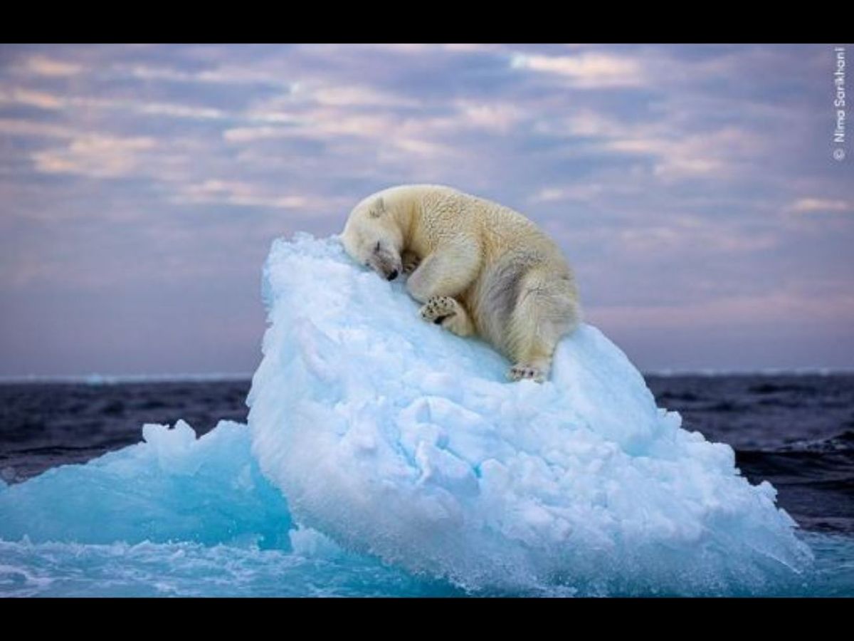 Moving picture of napping polar bear wins Wildlife Photographer of the Year People's Choice Award