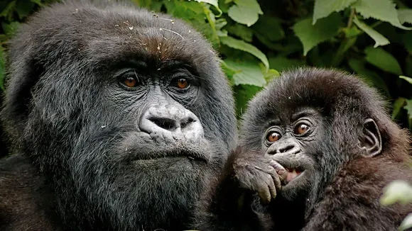 Face-to-Face with Uganda's Gorillas and Game Safaris: An Unforgett...