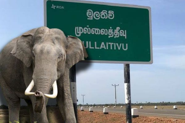 முல்லைத்தீவில் காட்டுயானை தாக்கியதில் குடும்பஸ்தர் படுகாயம் - தமிழ்வின்