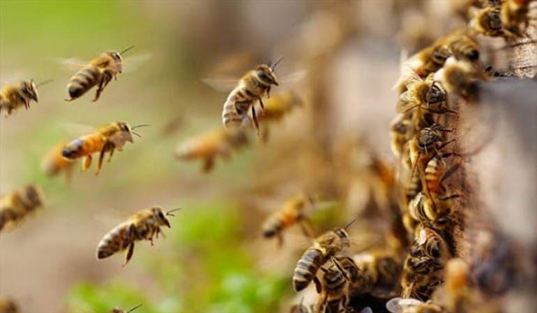 Varios heridos en ataque de abejas en la sede deportiva