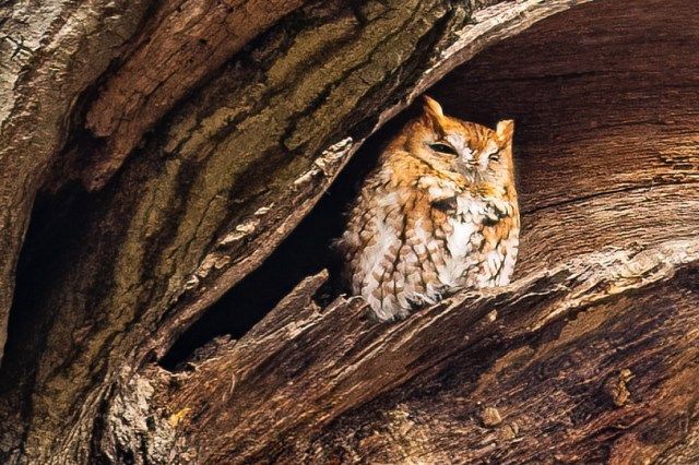 Leominster nature photographer enjoys the 'treasure hunt'