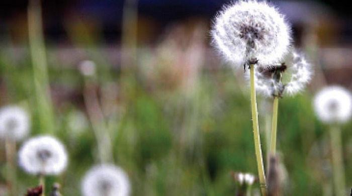 Pollen to start increasing in Islamabad from March