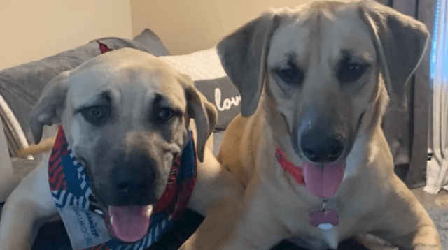 2 dogs in need of new home after owner's tragic death