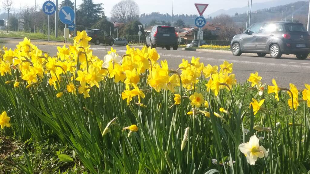 Bergamo si colora con più di 140mila narcisi e tulipani