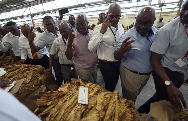 Zimbabwe predicts steep drop in tobacco output