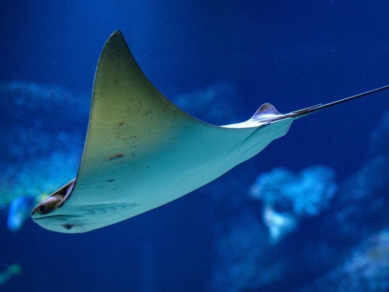 Aquazoo Düsseldorf: Was Sie vor dem Besuch wissen sollten