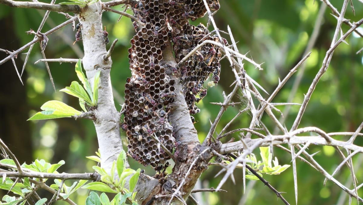 Insect stings and bites: How deadly are they and when to seek medical attention