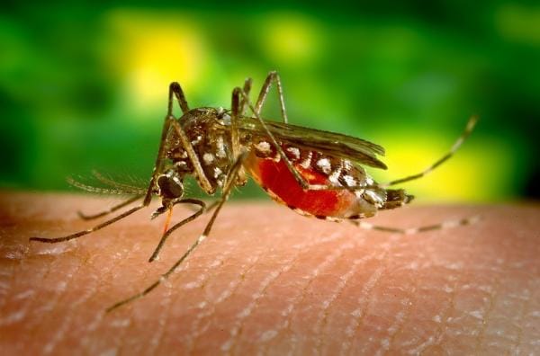 Puerto Rico en emergencia al certificarse 549 casos de dengue