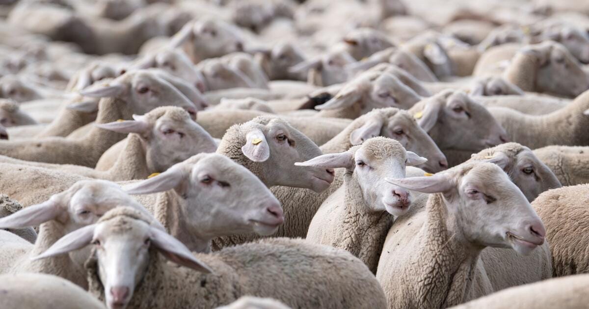 Verband der Schafhalter: Gute Preise für Lammfleisch