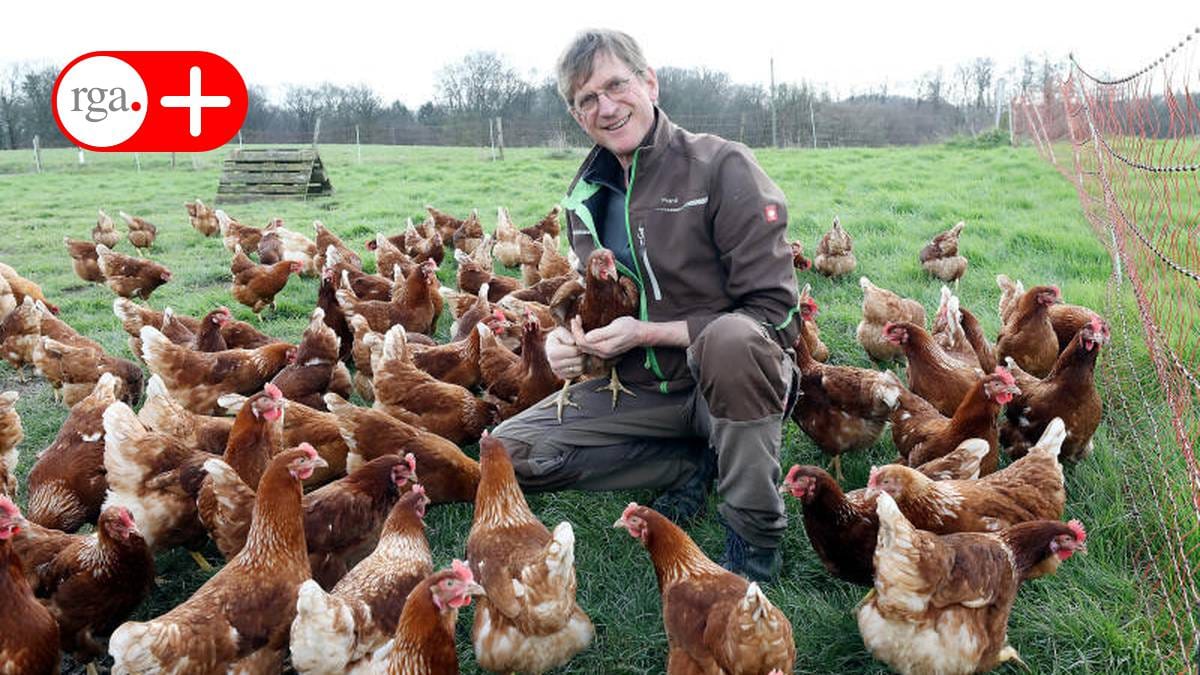 600 Legehennen leben in zwei Scharen auf dem Biohof Paas