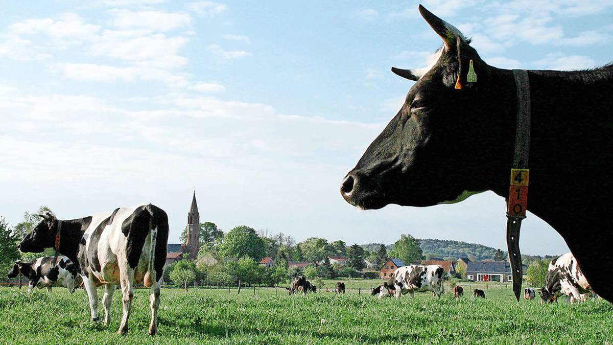 Erst Kunden weg, dann Ziegen: Trotzdem gibt das Ökodorf Brodowin nicht auf