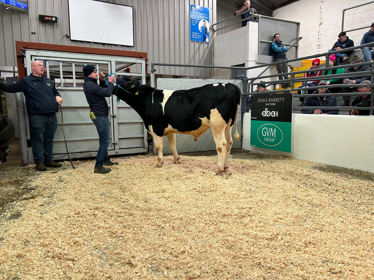 In pictures: IHFA Premier Bull and Heifer sales - Agriland.ie