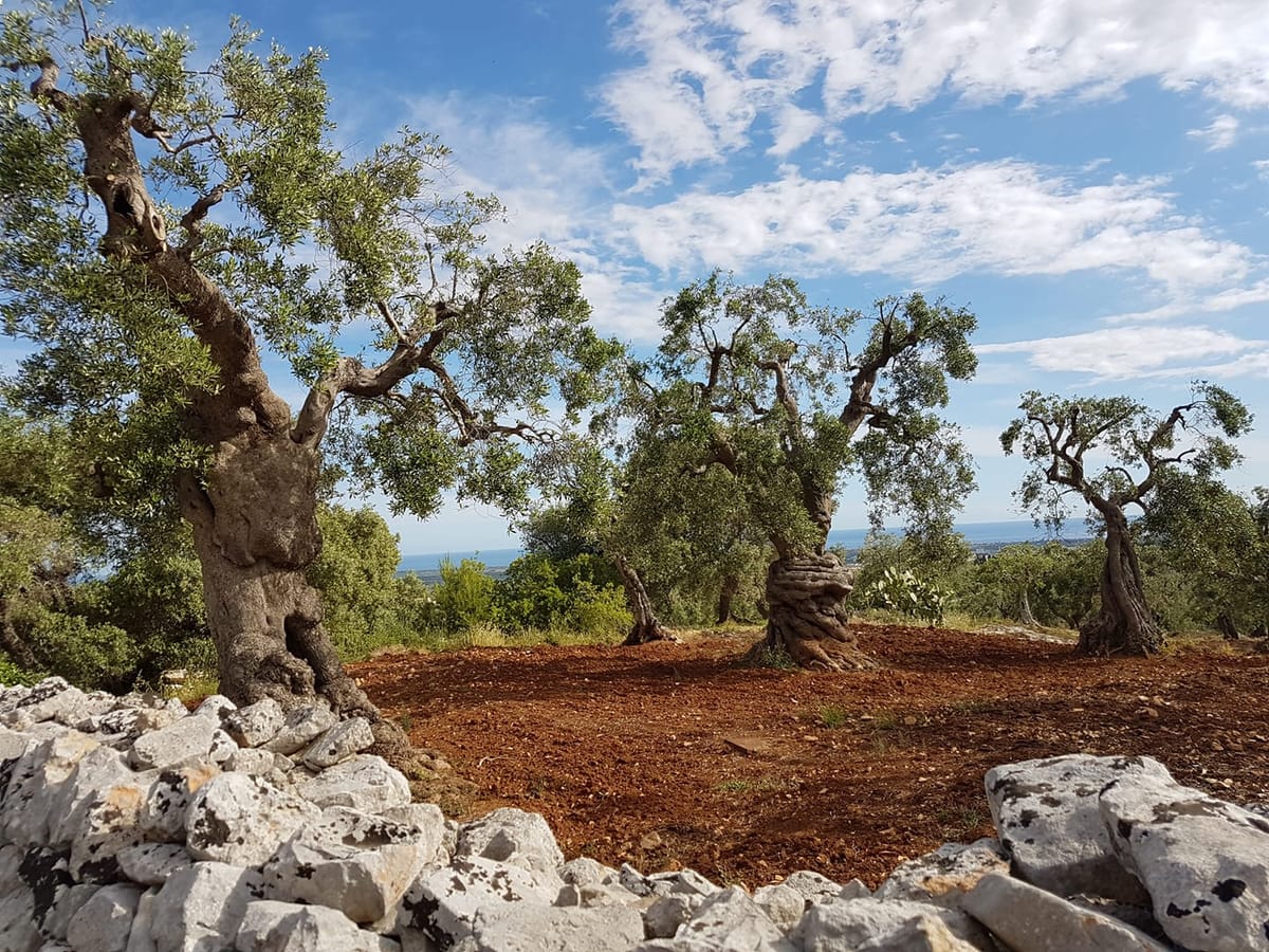 Xylella, nuova subspecie. Cia Puglia: La nostra regione non sia lasciata sola