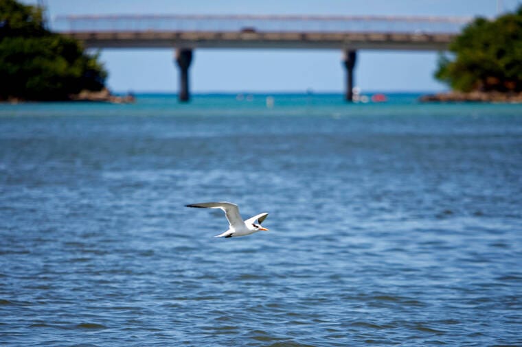 Dredging begins at Puerto Rico's biggest port