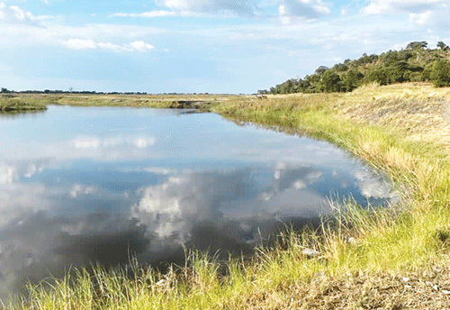 MET jumps to rescue desperate hippos...as streams dry up