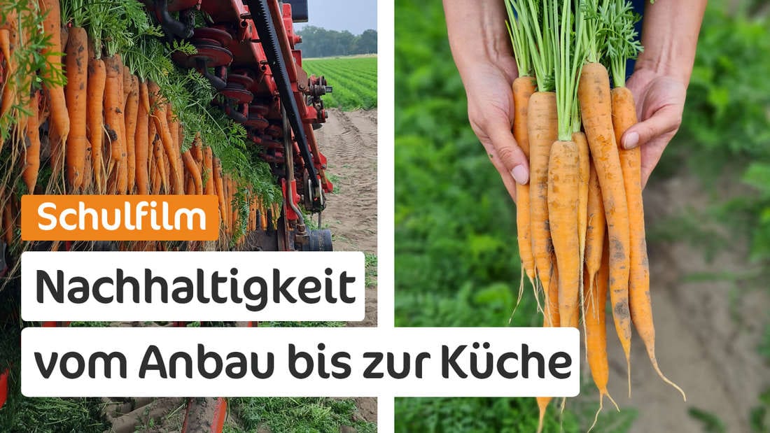 Schulfilm: Möhren, Superfood für eine nachhaltige Zukunft