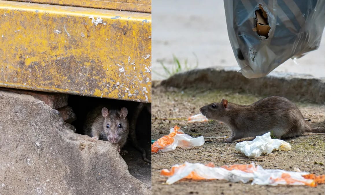 NEA to commence trial of thermal imaging cameras for rat surveillance at two locations next week