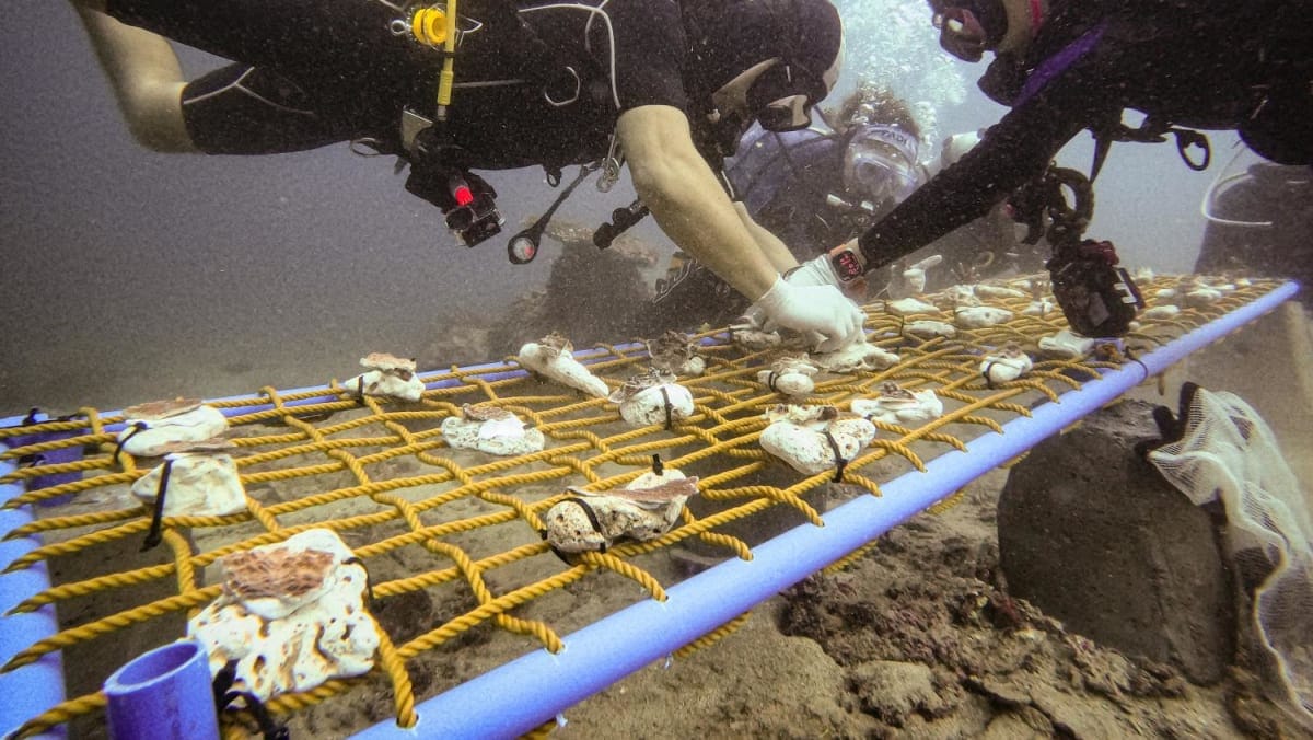 Divers in the Philippines create nurseries for rescued coral