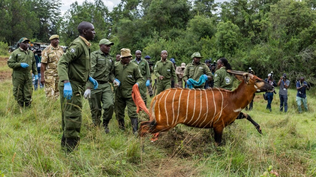 10 Mountain Bongos released into Laikipia's Mawingu Mountain Bongo Sanctuary