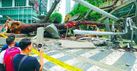 Tree in crash incident was weakened by cutting of roots