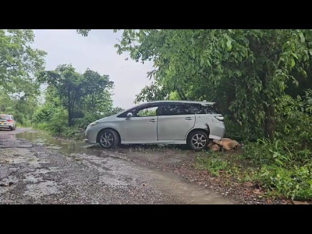 Alleged cow thief shot by police in Manchester - Jamaica Observer