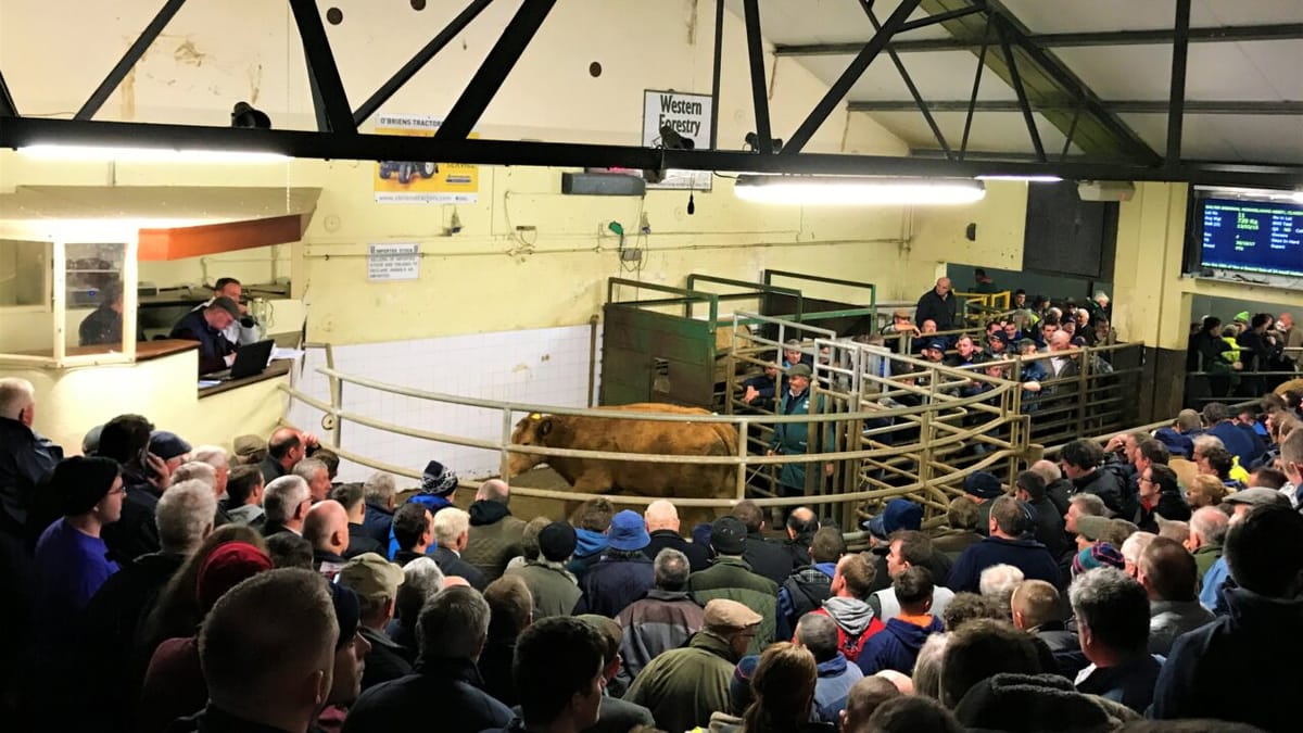 980kg dry cow sells for €3,620 at Balla Mart - Agriland.ie