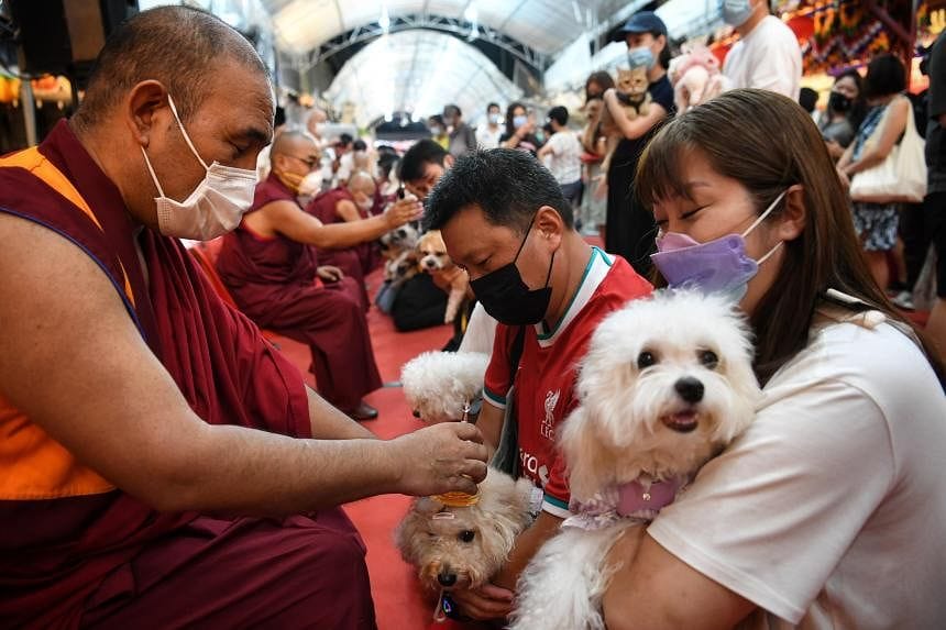 Few animals released into wild on Vesak Day, as Buddhist groups advise devotees against it