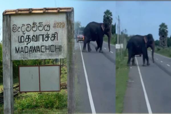 மன்னார் - மதவாச்சியில் வீதிக்கு இறங்கிய காட்டு யானை: மக்களுக்கு விடுக்கப்பட்டுள்ள எச்சரிக்கை - ஐபிசி தமிழ்