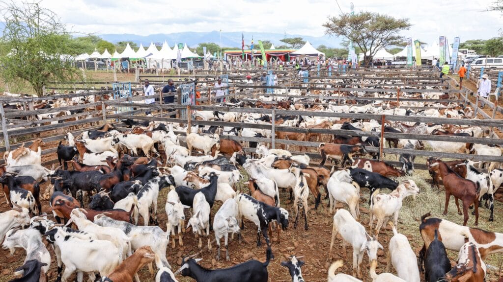 Govt to set up 450 more feedlots in efforts to increase meat production