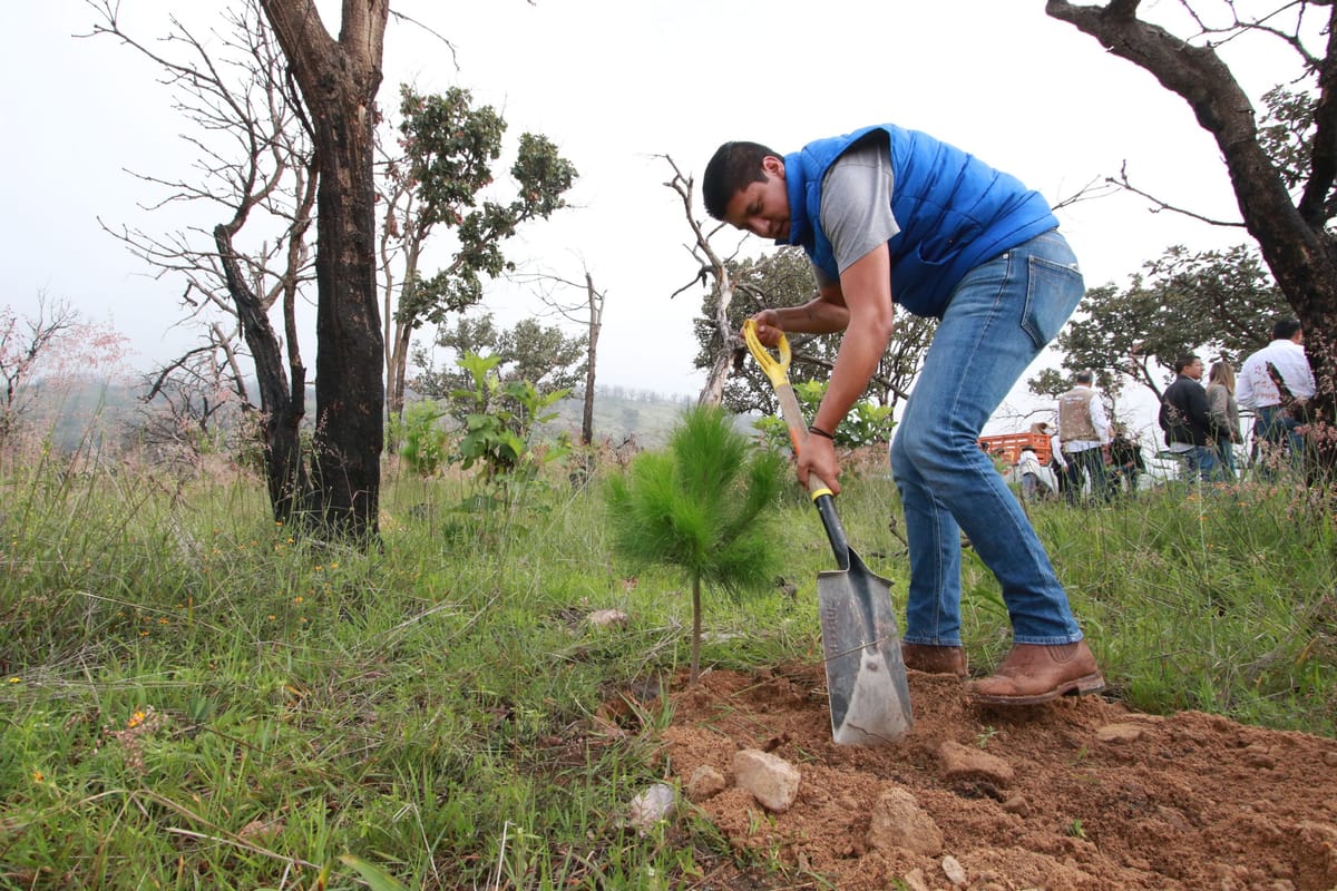 Prevé Morelia instalar primer banco de semillas para reforestación