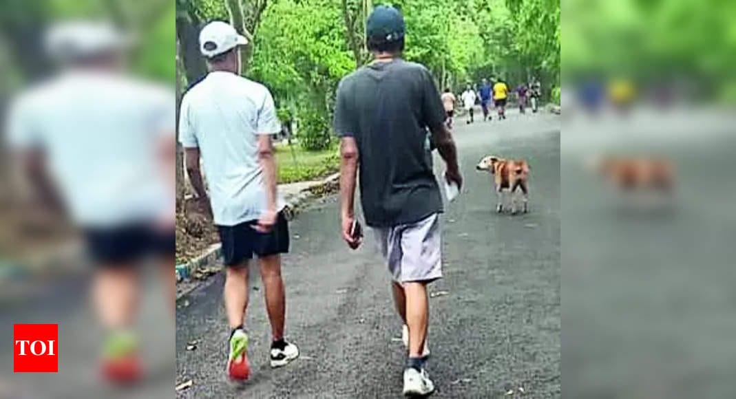 Designated Feeding Zones for Stray Dogs Proposed at Rabindra Sarobar by Morning Walkers | Kolkata News - Times of India