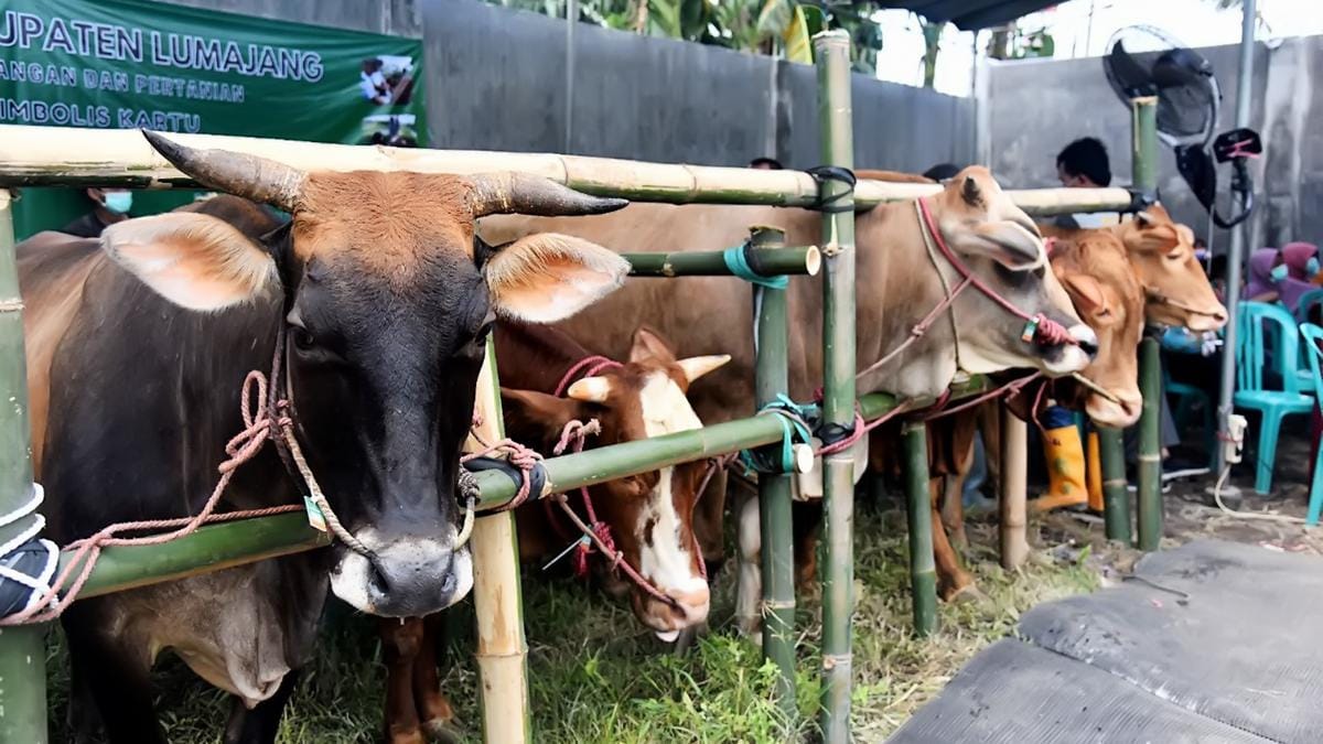 Komitmen Kepedulian Sosial, Pelindo Grup Salurkan Ratusan Hewan Qurban