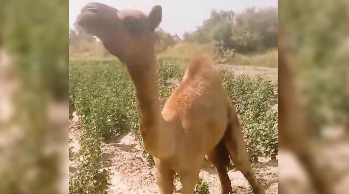 Injured Sanghar camel shifted to Karachi, will get prosthetic leg