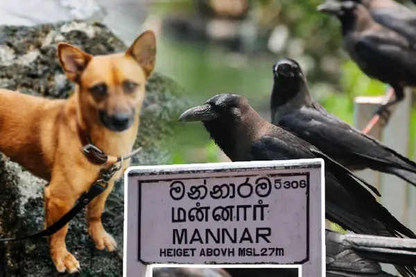 வளர்ப்பு நாய்கள் மற்றும் காகங்கள் மர்மமான முறையில் உயிரிழப்பு: பொதுமக்கள் முன்வைக்கும் குற்றச்சாட்டு - ஐபிசி தமிழ்