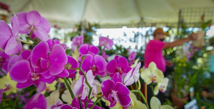 Cataño celebra el 7mo Festival de las Orquídeas este fin de semana  - El Expresso