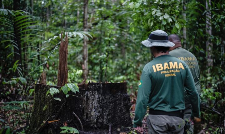 América Latina expande el marco legal contra los delitos ambientales