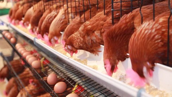 Low investment in hatcheries, feed mills hampering poultry sector - GNAPF