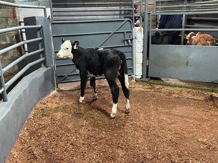 Mart report: Calves, weanlings and runners at Ballyjamesduff - Agriland.ie