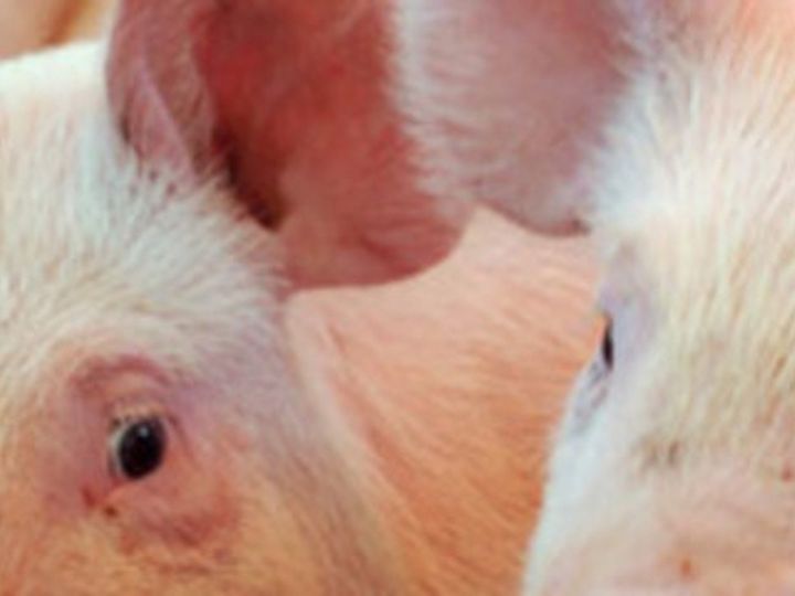 WC Agriculture Dept confirms African Swine Fever outbreak in George