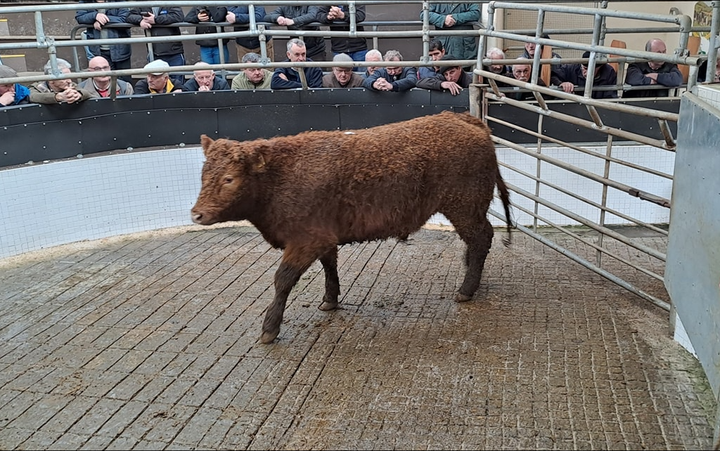 Bullocks over 500kg average €2.94/kg at Ballinrobe Mart - Agriland.ie