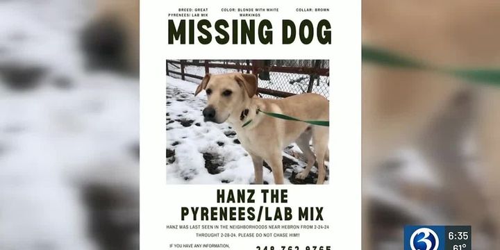 Newlywed couple searching for missing dog