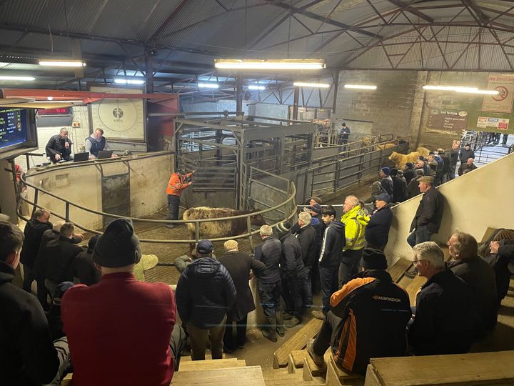 Mart report: Weanling bull and heifer prices at Granard Mart - Agriland.ie