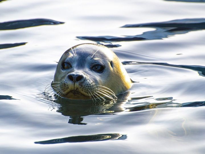 NSRI appeals to CT bathers to be cautious after scuba divers injured in seal attack