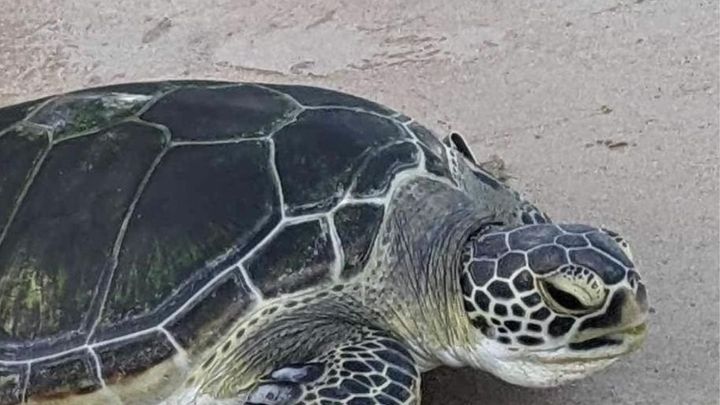 9, including 8 children die after consuming turtle meat on remote African Island