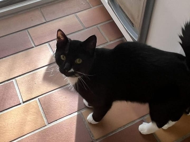 Kuschelalarm in Brilon: Schmusekater Link sucht eine Familie