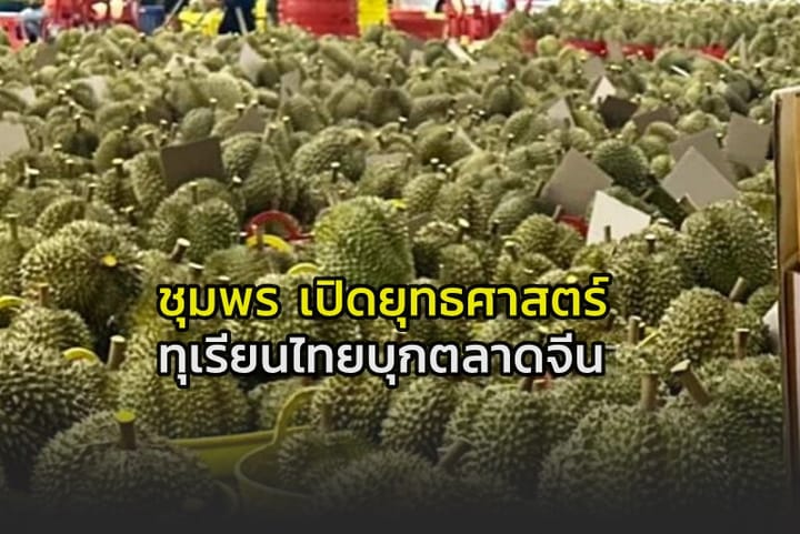 ชุมพรเมืองหลวงผลไม้ภาคใต้ เปิดยุทธศาสตร์ ทุเรียนไทยบุกตลาดประเทศจีน