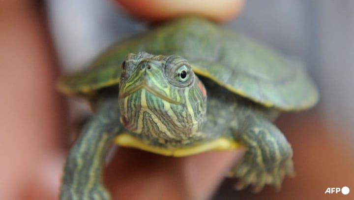 Man charged with illegally exporting over 5,000 terrapins from Singapore to India