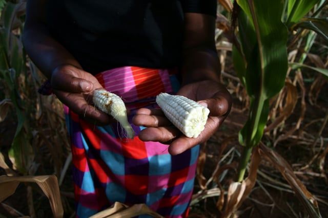 Zimbabwean farmers buckle under El Nino drought | News