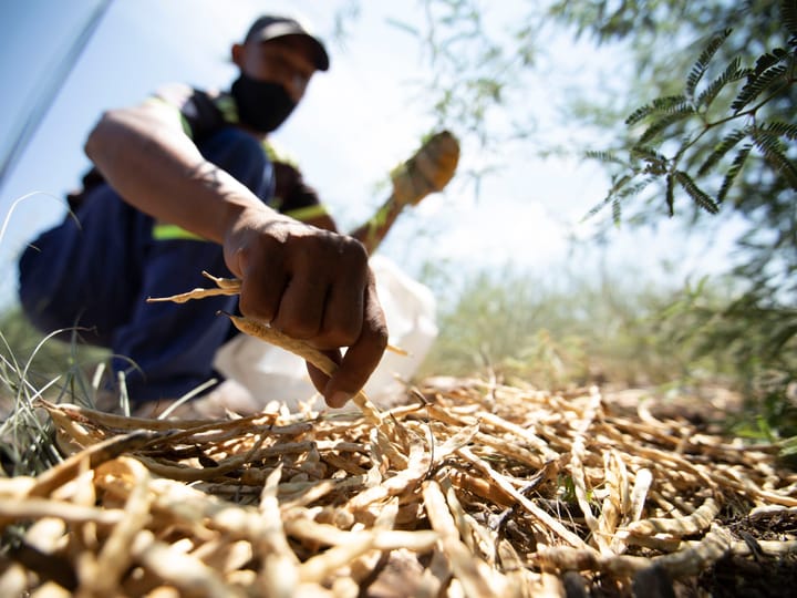 How a South African village turned an alien tree into superfood coffee