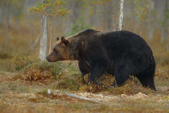 Pri Vikartovciach nad starou pílou sa pohybovala medvedica